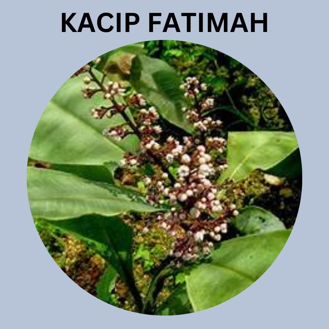 kacip fatimah juga boleh membantu untuk mengimbangi hormon dalam kalangan wanita. Kebiasaannya, perubahan drastik pada keseimbangan hormon boleh berlaku apabila menjelang menopaus kerana berlakunya penurunan hormon estrogen dan peningkatan hormon FSH (follicle stimulating hormone) dan hormon LH (luteinizing hormone) yang menyebabkan menopaus.